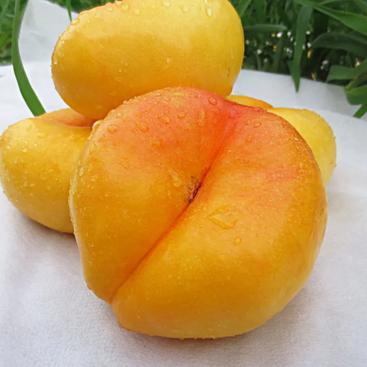 【顺丰快递】正宗彩虹蟠桃扁桃黄桃油蟠桃山东蒙阴蜜桃子新鲜水果