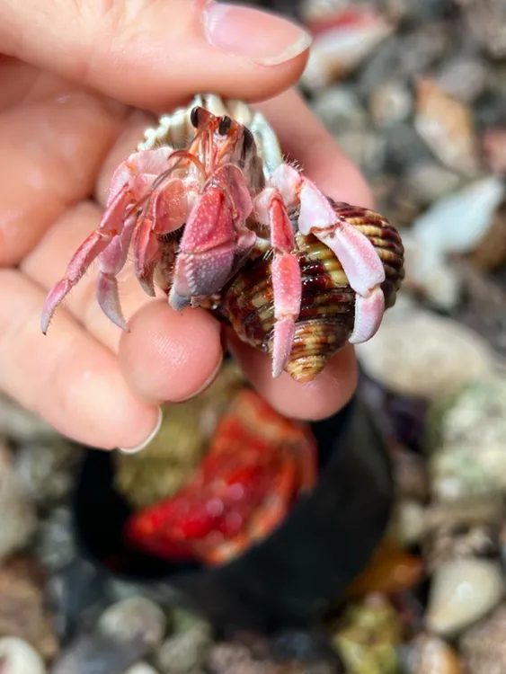 小豆丁寄居蟹懒人宠物