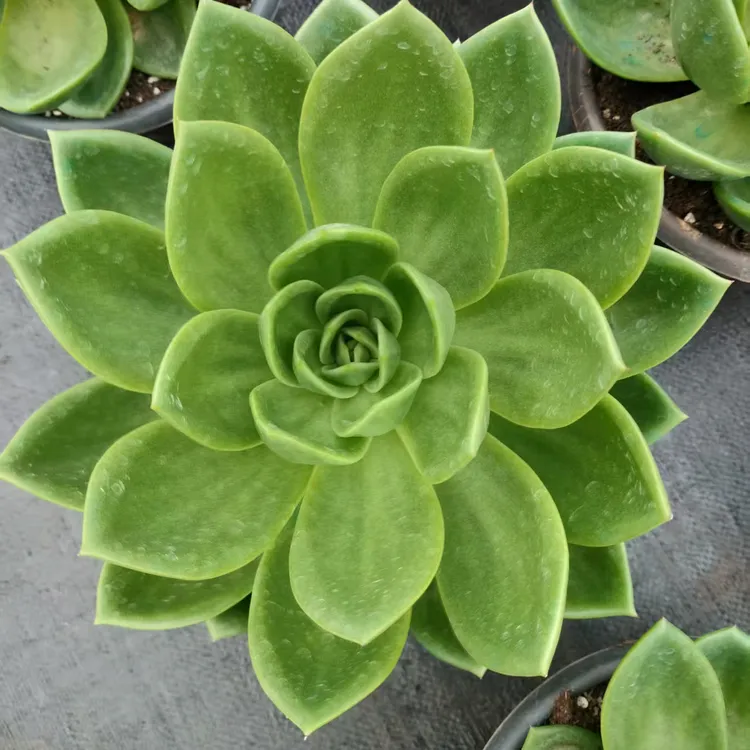 翠花大单头20公分左右随机发多肉植物