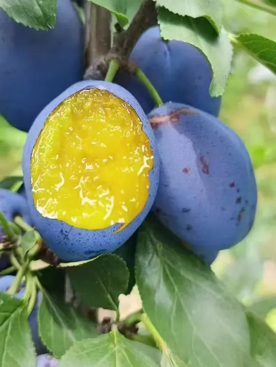 A.四川汶川高山蓝蜜西梅新鲜水果孕妇宝宝辅食当季水果