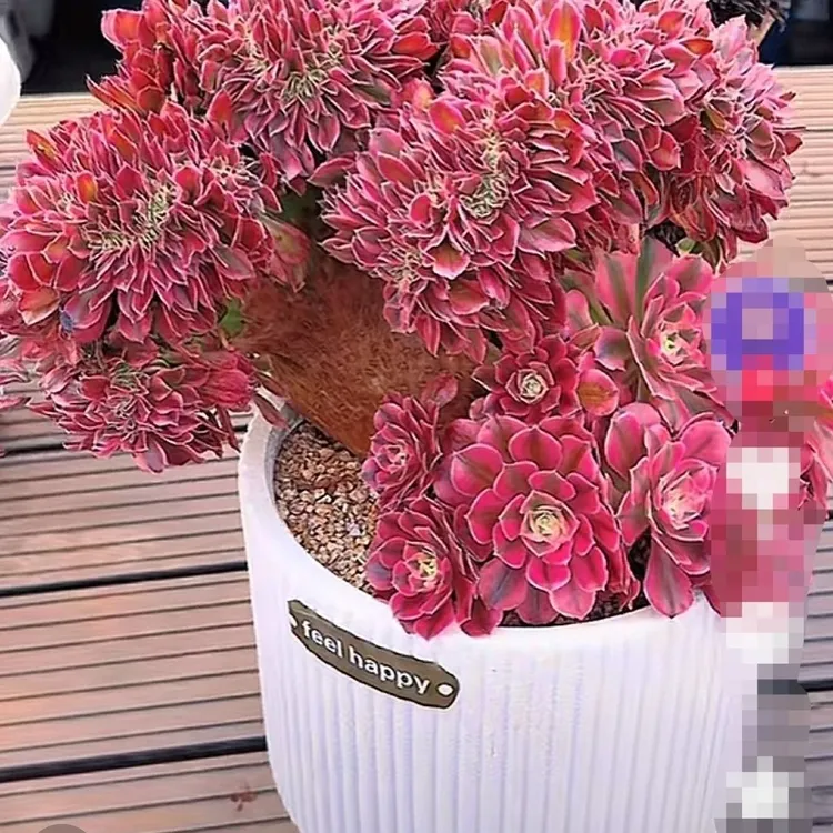 精美法师多肉植物粉女巫缀化绿植室内外易养