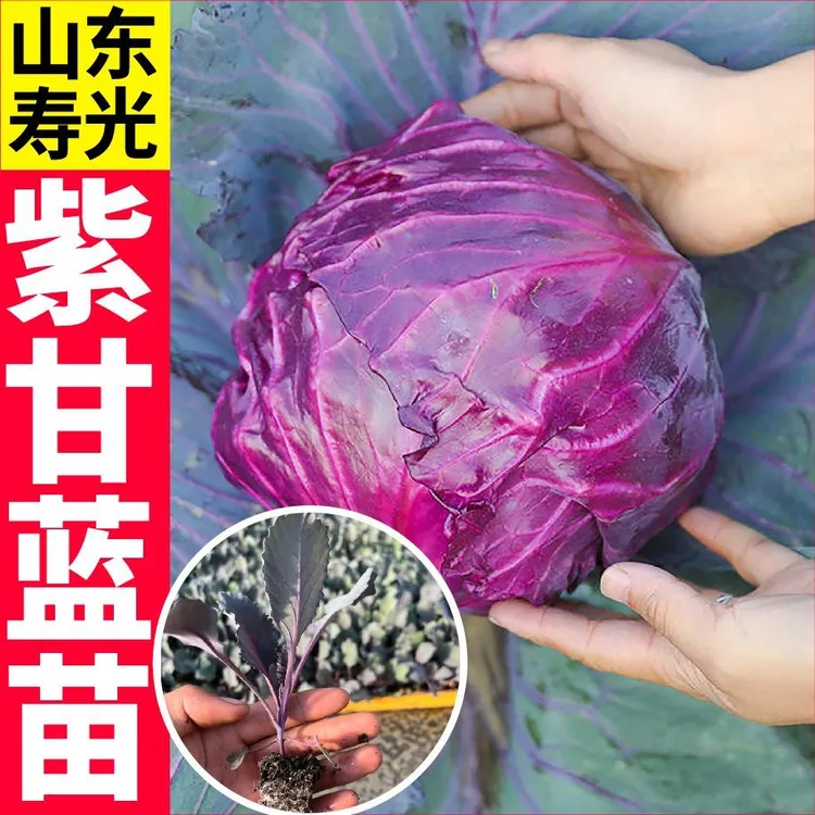 紫甘蓝秧苗紫色卷心菜紫包菜庭院阳台蔬菜种子四季易种高产蔬菜籽