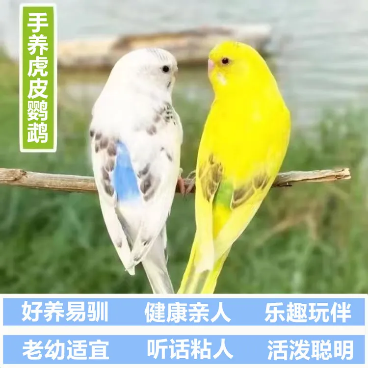 鹦鹉手养鹦鹉活物会学说话的彩色鹦鹉活鸟适合家养的宠物鸟小鸟