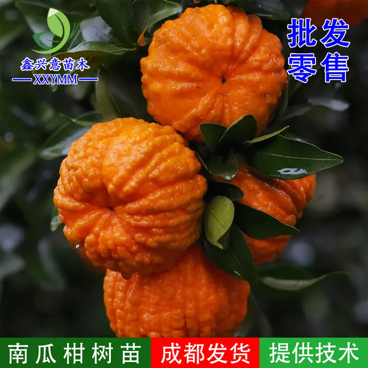 南瓜柑树苗新品种南瓜橘四川嫁接果树苗庭院盆栽地栽橘子树苗