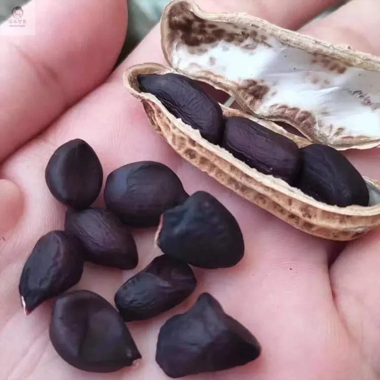 高山黑花生云南正宗富硒带壳黑衣花生养胃紫皮花生零食煮粥营养