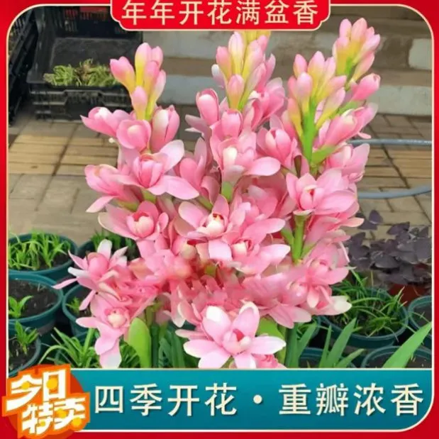 【晚香玉种球】晚香玉种球四季种植盆栽阳台
