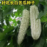 【满五包包邮】长白苦瓜种籽四季白苹果苦瓜种子早熟高产蔬菜种子