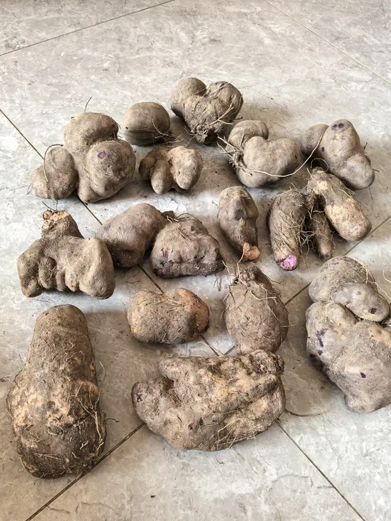 广东河源农家紫山药新鲜软糯香甜大薯