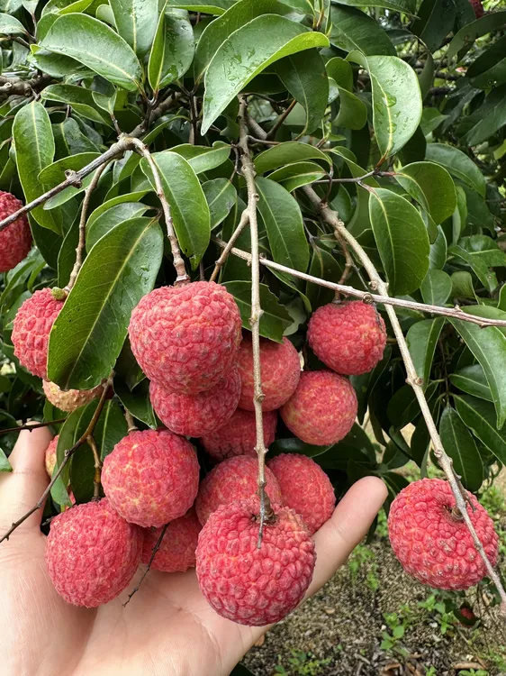 30年老树凤花新鲜现摘现发整箱多汁爆甜