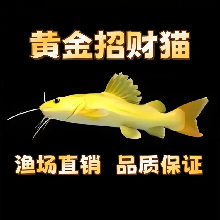 黄金招财猫鱼招财猫鱼活体黄金猫底层鱼富贵金猫鱼龙虎缸龙鱼配鱼