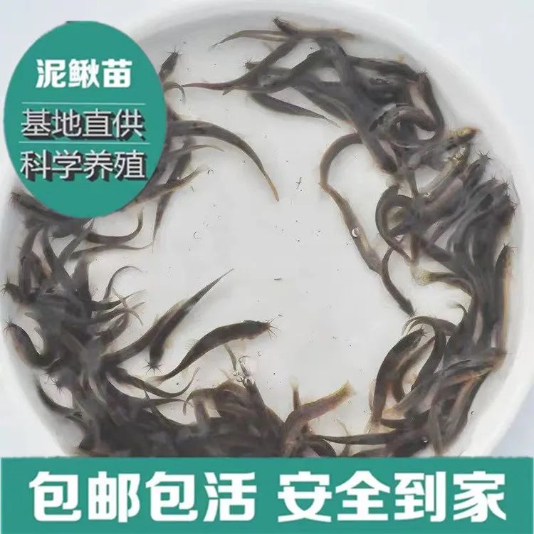 【30条福利专区】泥鳅苗鲜活喂养宠物钓鱼龙鱼活饵乌龟饲料泥鳅养殖