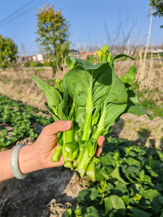 农家自种露天白菜苔