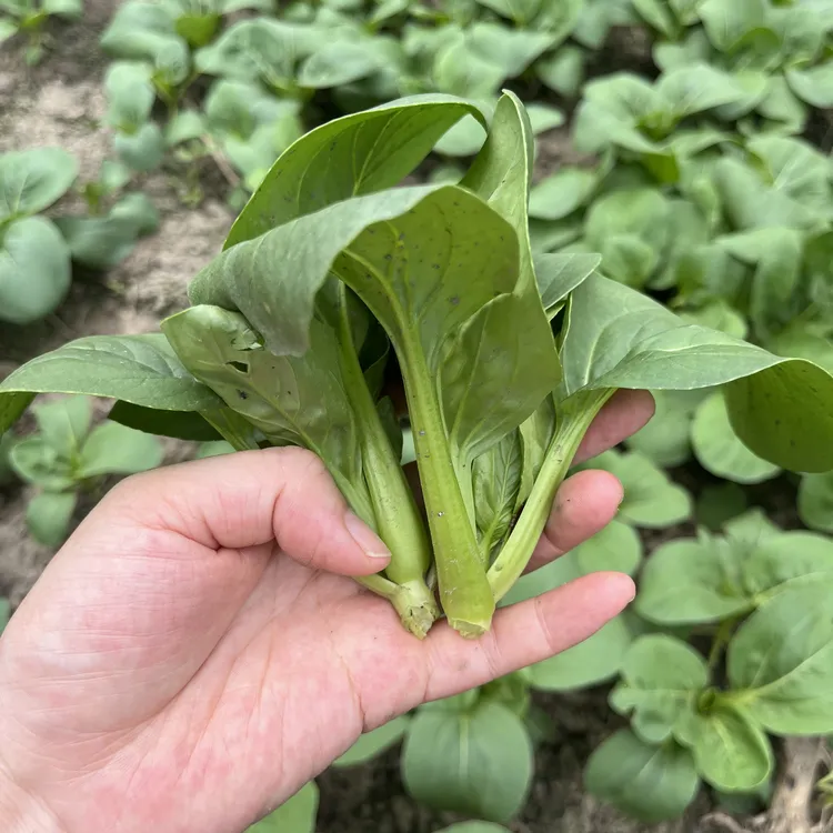 顺丰包邮4斤装苏州青江苏发货