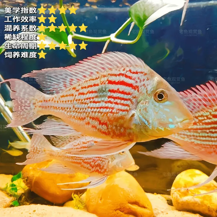 宅鱼甄选｜老版大斯维尼关刀鱼 南美食土鲷淡水鱼热带鱼观赏鱼直播