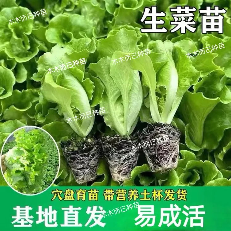 生菜苗速生生菜花菜苗西蓝花苗盆栽地栽蔬菜苗耐寒四季种植优质