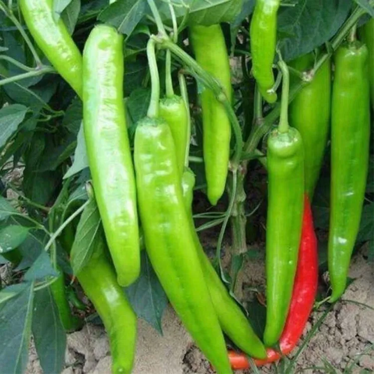 新特大种子大果青椒辣椒种籽肉厚青椒微辣高产蔬菜种子四季牛角椒
