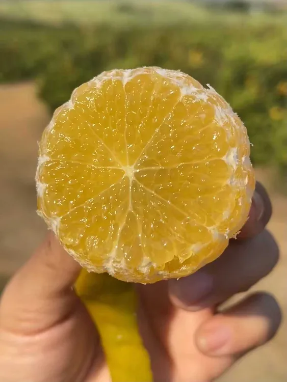 广西武鸣皇帝柑 5/9斤装 