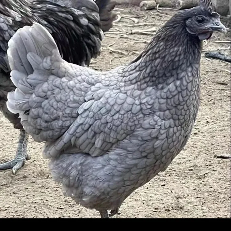 宠物鸡鱼鳞瓦灰鸡农场直发包邮