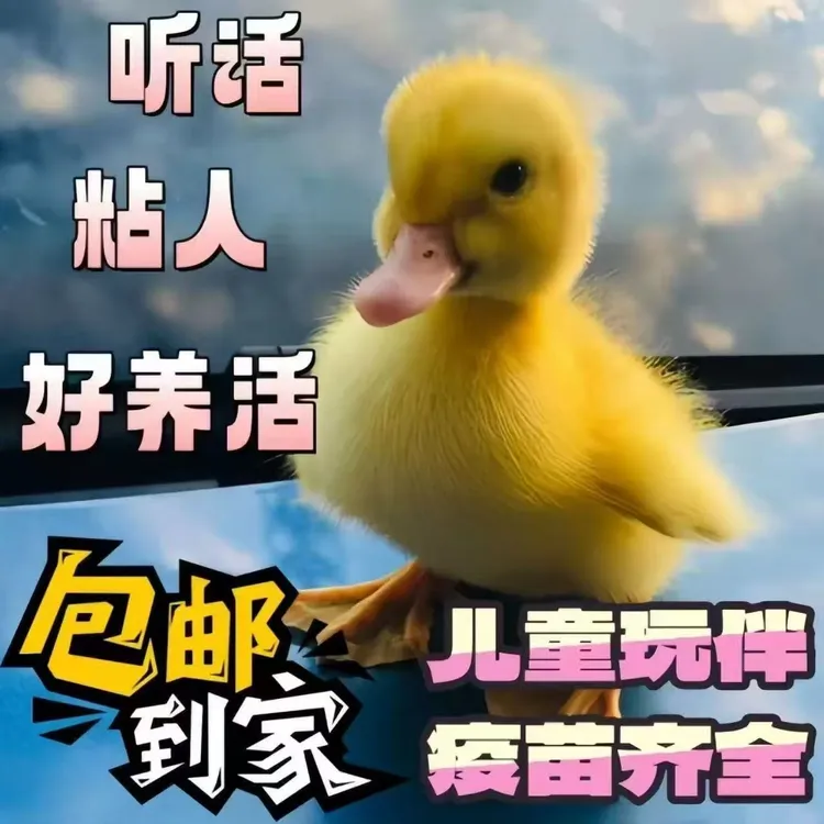 网红宠物科尔混血小黄鸭活体活苗跟人走的鸭子正宗宠物鸭