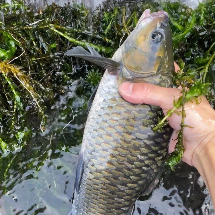 清波鱼苗 中华倒刺鲃 四川本地淡水养殖食用耐活活体包活