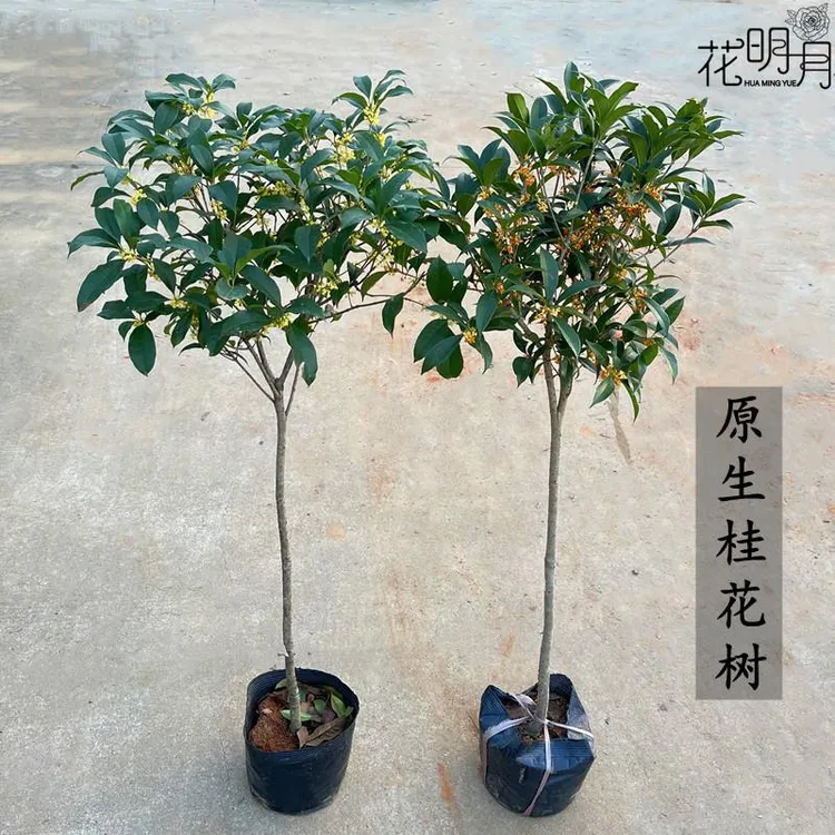 金桂花大树苗老桩浓香花卉常青原生高杆四季丹桂室内盆栽庭院地栽