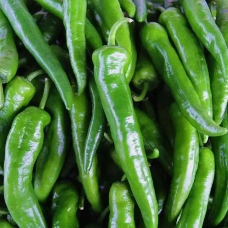 辣妹子特辣辣椒青椒香辣本地农家土辣椒皮薄肉脆新鲜辣椒现采现发
