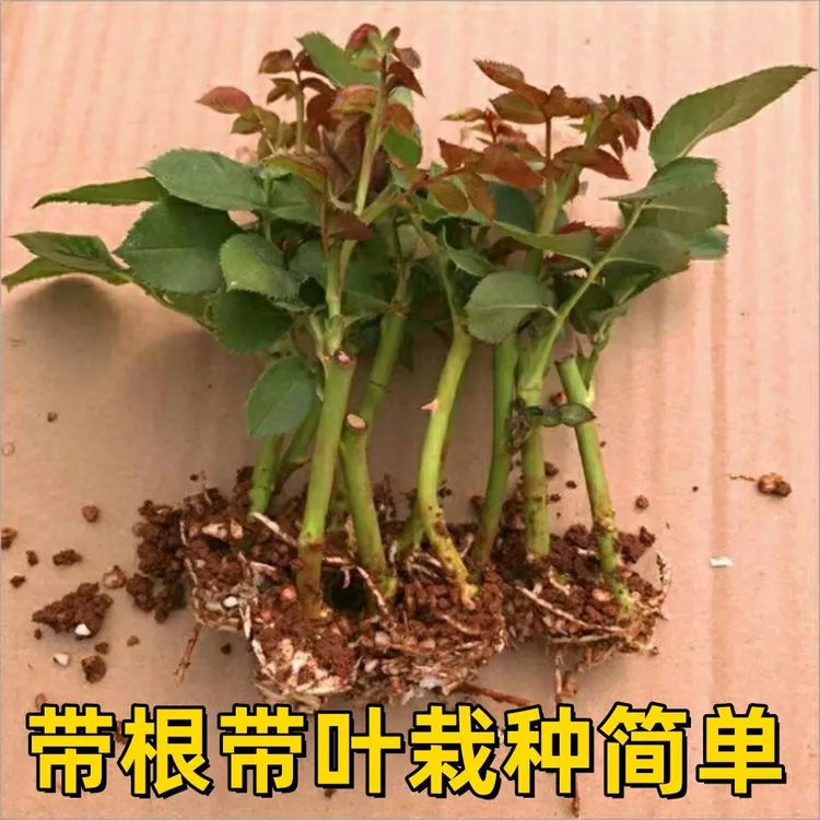 云南艾莎玫瑰花苗四季开花大花月季阳台庭院盆栽