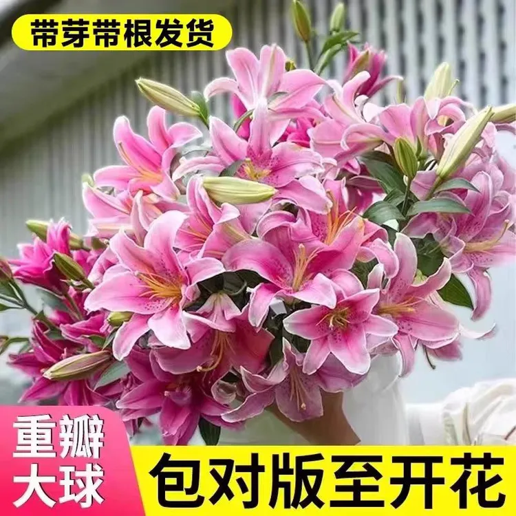 重瓣秋百合种球单瓣花苗荷兰直采香水百合铁炮卡里庭院新手盆栽