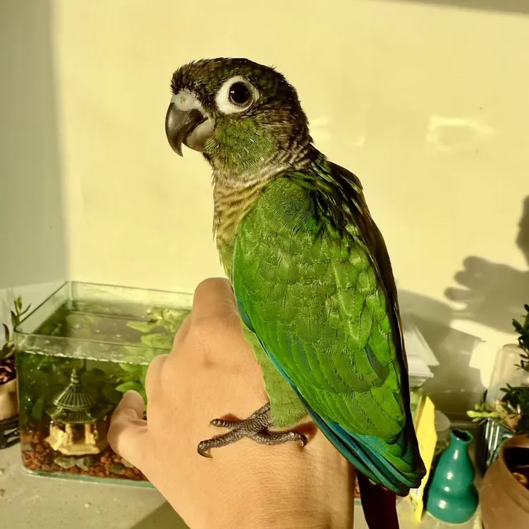 〔养殖场直发〕手养可爱亲人活体鹦鹉宠物观赏鸟