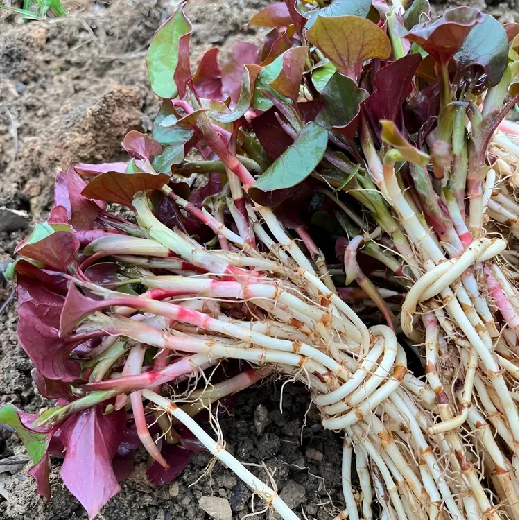 贵州新鲜折耳根当季新根鲜嫩鱼腥草叶子野生培育蔬菜农种植无添加