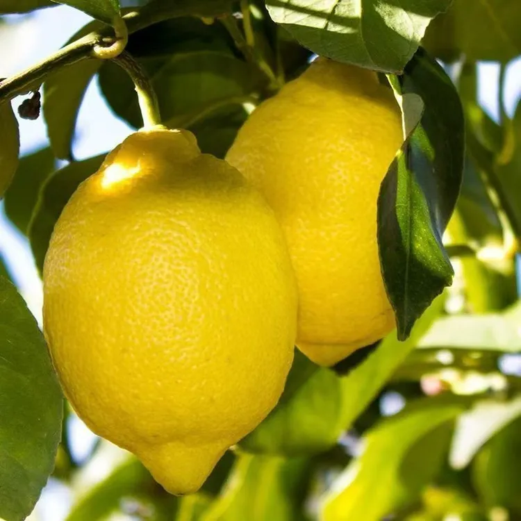 【自己种植】正宗香水黄柠檬批发皮薄多汁多新鲜奶茶店批发价