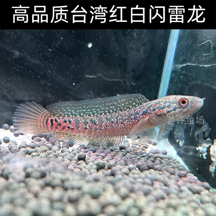 高品质印尼红白闪点雷龙雷龙鱼苗,非台湾闪点,非国产月鳢
