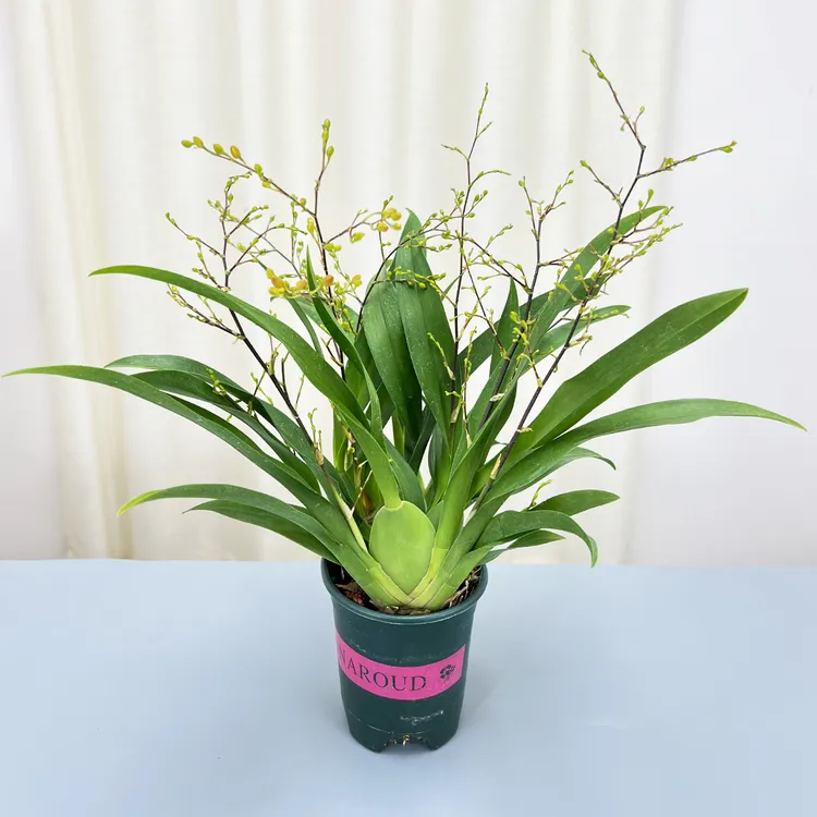 香水梦香兰文心兰盆栽带花苞发货桌面精品兰花带香味名贵花卉植物