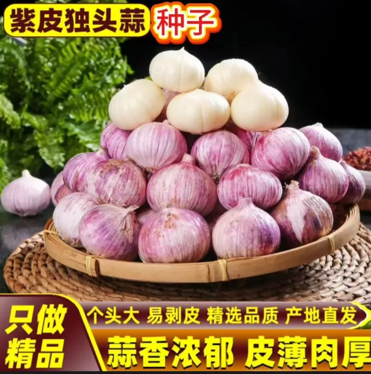 【农家紫皮独蒜种子】紫皮独头蒜圆头独蒜种籽红皮薄皮独头大蒜种子