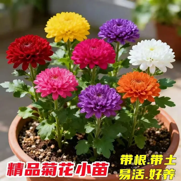 【爆款】菊花苗盆栽室内外阳台绿植九月大菊四季好养重瓣耐寒花卉