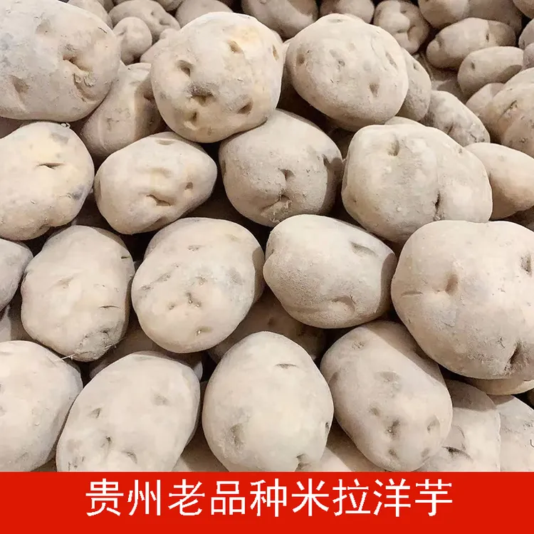 贵州农家自种黄心土豆本地洋芋高山土豆新鲜现挖马铃薯