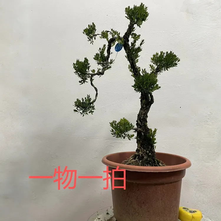 正宗小叶黄杨高档名贵盆景老桩雀舌庭院黄杨广东皱皮雀舌黄杨