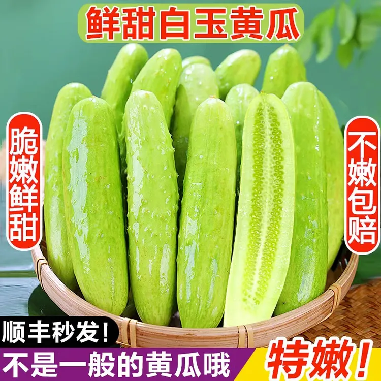 顺丰山东海阳白玉新鲜好吃脆甜农家水果奶油黄瓜水果黄瓜