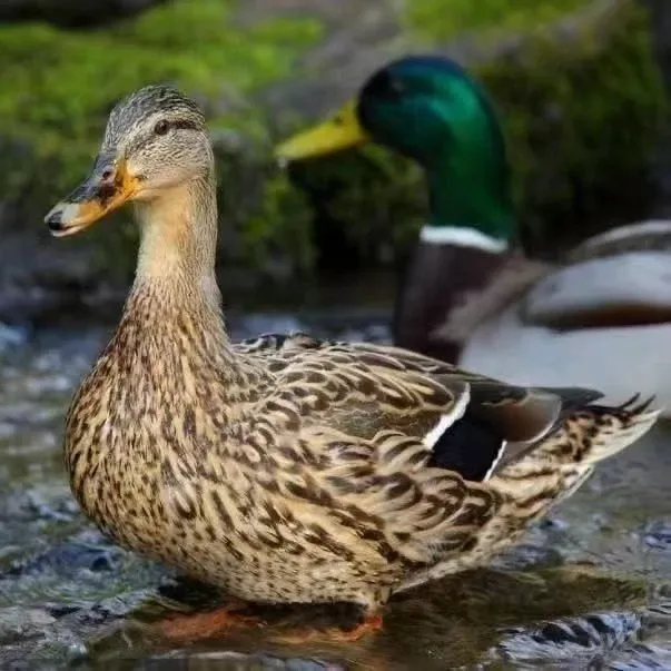 【活体】宠物鸭 体态圆润 老人陪伴鸭 庭院观赏鸭