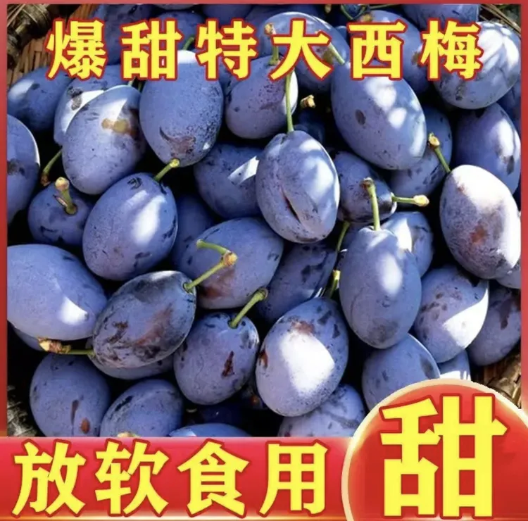 【顺丰/京东包邮】陕西西梅新鲜现摘西梅香甜多汁饱满当季水果