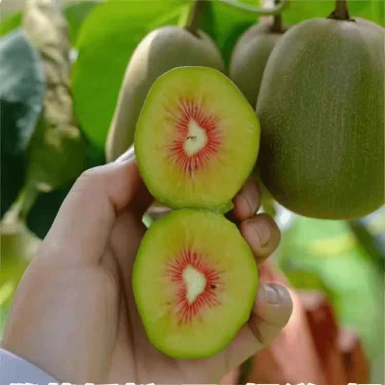 猕猴桃树果苗红心软枣猕猴桃苗徐香嫁接南北方种植庭院水果树果苗
