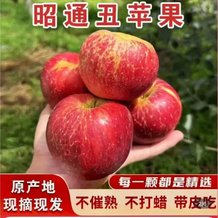 【二花专属】云南昭通当季冰糖心丑苹果脆甜多汁现摘现发高海拔苹果