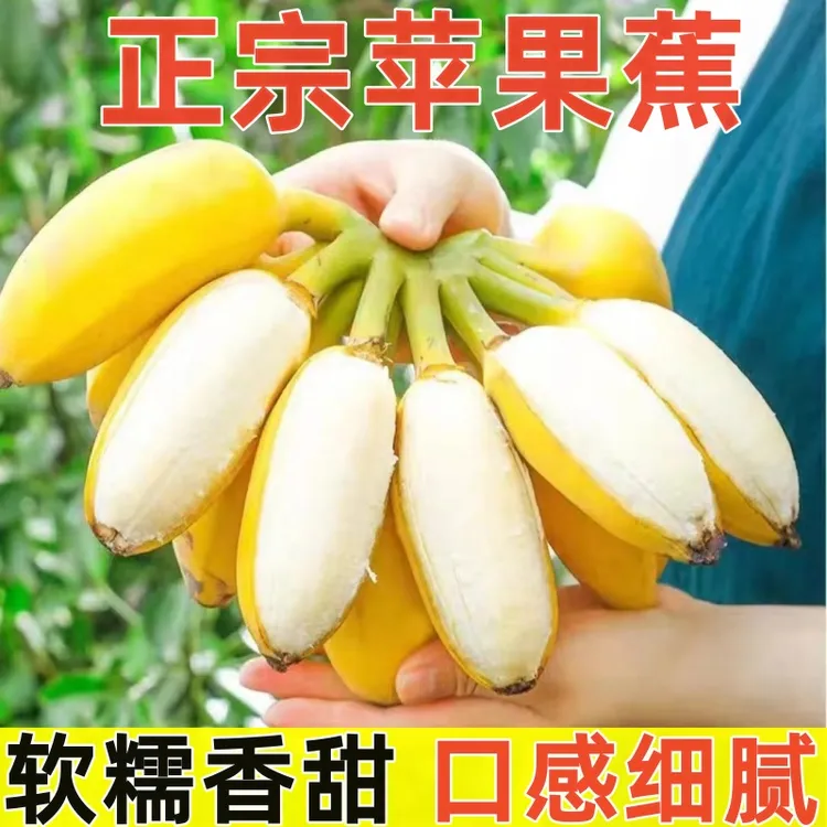 【现摘现发】A广西苹果粉蕉西贡蕉香甜软糯正宗产地香蕉新鲜应季