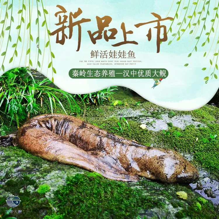 秦岭娃娃鱼深山外塘生态放养娃娃鱼大鲵生鲜活体水产观赏食用美味