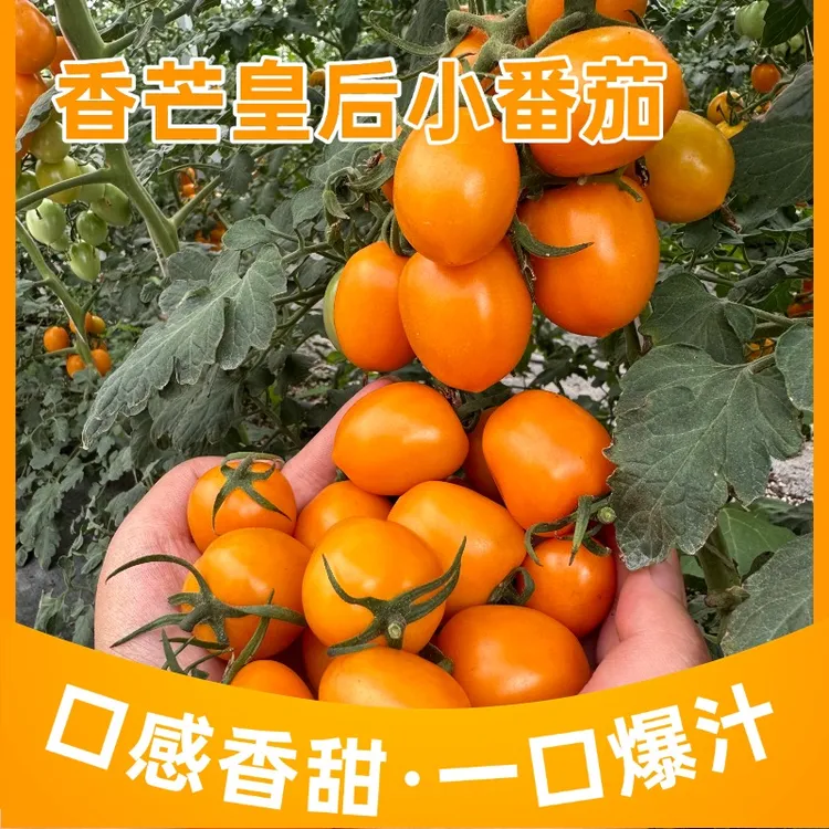 云南香芒皇后小番茄 皮薄多汁 香甜细腻 一口爆汁