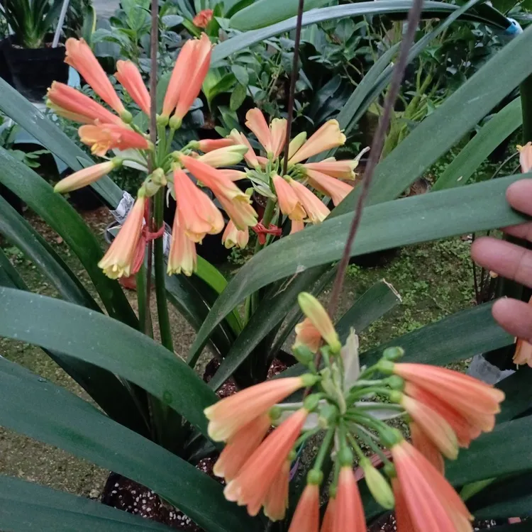 垂笑毛垂君子兰下花吊金钟好养精品室内花卉盆栽净化空气四季常青