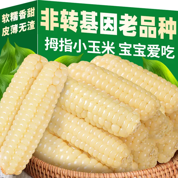 云南西双版纳拇指玉米香糯手指小玉米棒甜新鲜糯玉米真空包装代餐