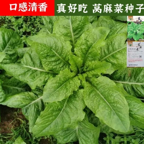 皱叶莴麻菜种子窝鸡菜种籽叶用莴苣莴笋叶曲麻菜春秋四季蔬菜种孑