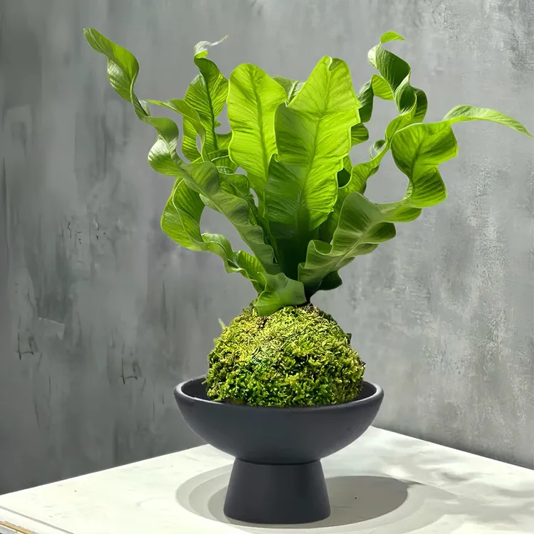 【花伴水】展叶鸟巢蕨桌摆四季常青懒人植物