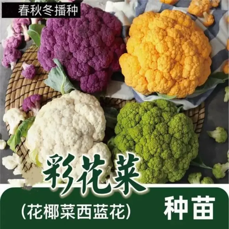 紫色西蓝花青梗花椰菜秧苗种苗秋冬北方新鲜有机西兰花蔬菜苗带土